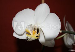 Fototapeta papr 184 x 128, 3521109 - orchidee