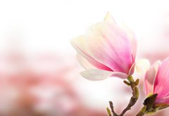 Samolepka flie 145 x 100, 35301242 - pink flower - rov kvt