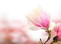 Fototapeta pltno 240 x 174, 35301242 - pink flower - rov kvt