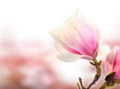 Samolepka flie 270 x 200, 35301242 - pink flower