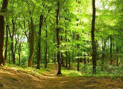 Fototapeta papr 254 x 184, 35316050 - Waldweg im Sommer