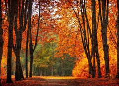 Samolepka flie 100 x 73, 35345488 - Autumn park in oil painting style