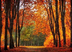 Fototapeta pltno 160 x 116, 35345488 - Autumn park in oil painting style