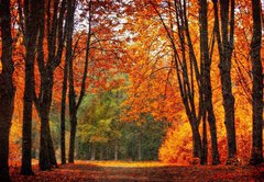 Fototapeta pltno 174 x 120, 35345488 - Autumn park in oil painting style