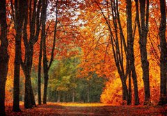 Fototapeta papr 184 x 128, 35345488 - Autumn park in oil painting style