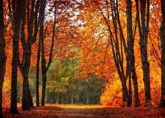 Samolepka flie 200 x 144, 35345488 - Autumn park in oil painting style
