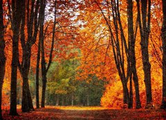 Fototapeta papr 254 x 184, 35345488 - Autumn park in oil painting style