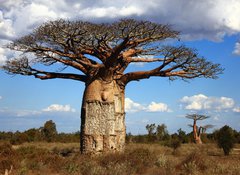 Samolepka flie 100 x 73  big baobab tree of Madagascar, 100 x 73 cm