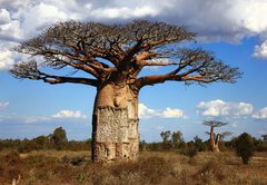 Samolepka flie 145 x 100, 35346774 - big baobab tree of Madagascar - velk baobab strom Madagaskaru