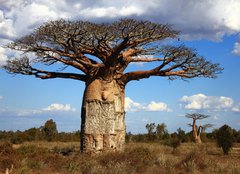 Fototapeta papr 160 x 116, 35346774 - big baobab tree of Madagascar