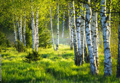 Fototapeta pltno 174 x 120, 353870391 - Spring green foliage
