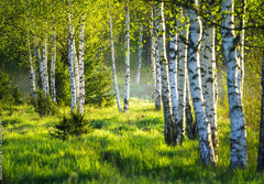 Fototapeta papr 184 x 128, 353870391 - Spring green foliage