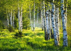 Samolepka flie 200 x 144, 353870391 - Spring green foliage