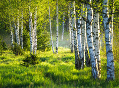 Fototapeta pltno 330 x 244, 353870391 - Spring green foliage