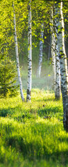 Samolepka na dvee flie 90 x 220, 353870391 - Spring green foliage