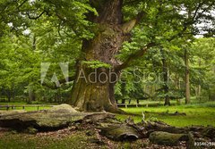 Fototapeta papr 184 x 128, 35462578 - alte Eiche