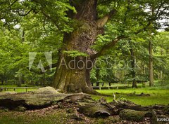 Fototapeta papr 360 x 266, 35462578 - alte Eiche
