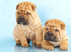 Samolepka flie 100 x 73, 35467990 - Sharpei in front of a white background - Sharpei ped blm pozadm