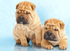 Fototapeta papr 160 x 116, 35467990 - Sharpei in front of a white background