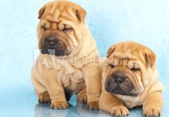 Fototapeta174 x 120  Sharpei in front of a white background, 174 x 120 cm