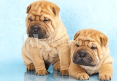 Fototapeta184 x 128  Sharpei in front of a white background, 184 x 128 cm