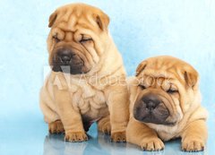 Samolepka flie 200 x 144  Sharpei in front of a white background, 200 x 144 cm