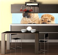 Fototapeta do kuchyn flie 260 x 60  Sharpei in front of a white background, 260 x 60 cm