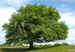 Samolepka flie 145 x 100  Eiche, 145 x 100 cm