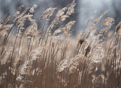 Fototapeta plátno 160 x 116, 355043391 - Dry reeds at the lake, reeds, reeds. Golden reeds in the sun in autumn. Abstract natural background. - Suché rákosí u jezera, rákosí, rákosí. Zlaté rákosí na slunci na podzim. Přírodní pozadí abstraktní.