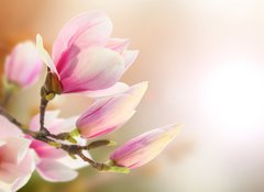Fototapeta vliesov 100 x 73, 35514806 - magnolia