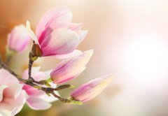 Fototapeta174 x 120  magnolia, 174 x 120 cm