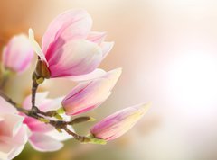 Samolepka flie 270 x 200, 35514806 - magnolia - magnlie