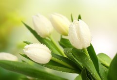 Samolepka flie 145 x 100, 35516488 - tulip - tulipn