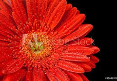 Fototapeta174 x 120  red gerbera daisy, 174 x 120 cm