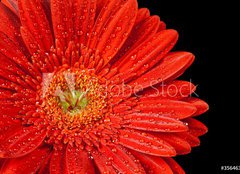 Fototapeta240 x 174  red gerbera daisy, 240 x 174 cm