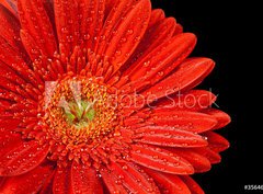 Fototapeta330 x 244  red gerbera daisy, 330 x 244 cm