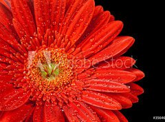 Fototapeta360 x 266  red gerbera daisy, 360 x 266 cm