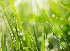 Samolepka flie 100 x 73, 35733159 - Morning Dew