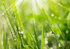 Fototapeta pltno 174 x 120, 35733159 - Morning Dew