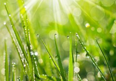 Fototapeta papr 184 x 128, 35733159 - Morning Dew