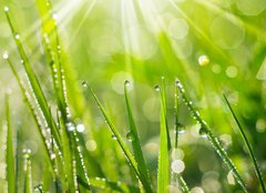 Fototapeta pltno 240 x 174, 35733159 - Morning Dew