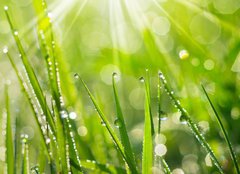 Fototapeta papr 254 x 184, 35733159 - Morning Dew