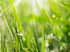 Fototapeta pltno 330 x 244, 35733159 - Morning Dew