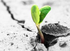 Fototapeta pltno 240 x 174, 35776421 - new life - nov ivot