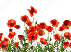 Samolepka flie 100 x 73, 357867320 - Beautiful red poppy flowers on white background. Banner design