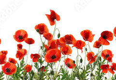 Samolepka flie 145 x 100, 357867320 - Beautiful red poppy flowers on white background. Banner design