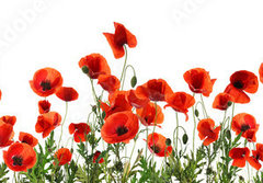 Fototapeta papr 184 x 128, 357867320 - Beautiful red poppy flowers on white background. Banner design