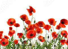 Samolepka flie 200 x 144, 357867320 - Beautiful red poppy flowers on white background. Banner design