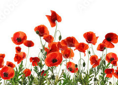 Fototapeta pltno 240 x 174, 357867320 - Beautiful red poppy flowers on white background. Banner design
