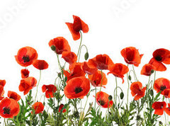 Samolepka flie 270 x 200, 357867320 - Beautiful red poppy flowers on white background. Banner design